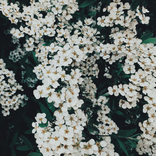 White-flowering