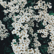 White flowering by Andrei Grigorev