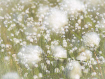 Wollgras wiegt sich im Wind by kerliham-foto