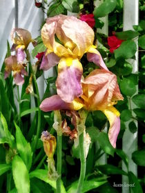 Irises By Picket Fence von Susan Savad
