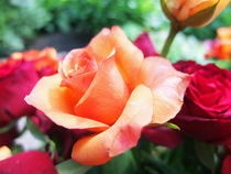 Die orange Rose by Eva Dust
