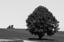Baum by stephiii