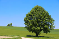 Baum von stephiii