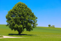 Einsamer Baum by stephiii