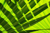 fronds by dean moriarty