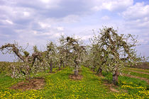 Obstbaumblüte im alten Land by magdeburgerin