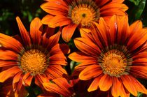 Orange Blume by ifaiald