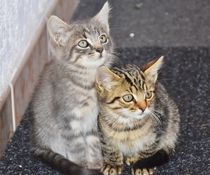 Katzen Paar von ifaiald