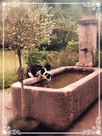 Katze am Brunnen von Renata Stadelmann