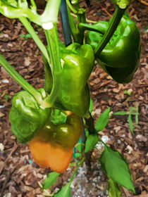 Green bell pepper hanging on tree by lanjee chee
