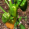 Green-bell-pepper-hanging-on-tree