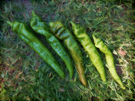 Green-hot-peppers
