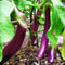 Long-purple-eggplant