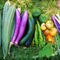 Organic-home-grown-vegetables