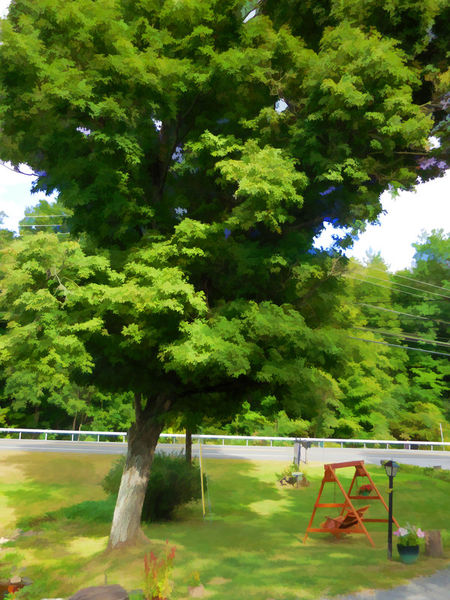 Wooden-garden-swing-under-maple-tree