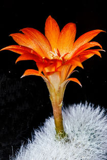  fiery in the dark- Kakteenblüte von Chris Berger