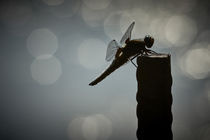 Libelle, Dragonfly by art-adisan