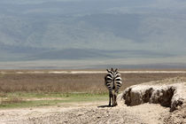 Zebra walk von Martina  Gsöls