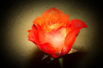Rose von mario-s