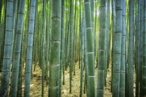 Bambus, Bamboo - Japan Kyoto von art-adisan