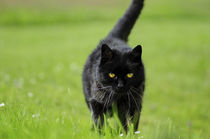 Schwarze Katze Grüne Augen, Black Cat Green Eyes von art-adisan