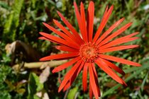 rote Blume von art-dellas