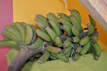 Bananenstrunk am reifen von art-dellas