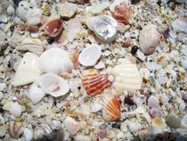 Muschel-Sand-Strand Florida von assy