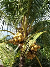 Kokosnüsse an der Palme von assy