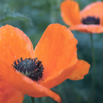 Poppies after rain by Andrei Grigorev