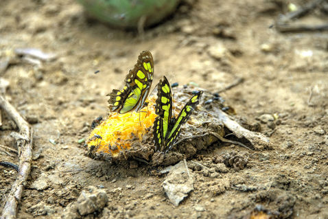 Butterfly-feast