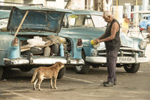 Cuban doggy feed  von Rob Hawkins