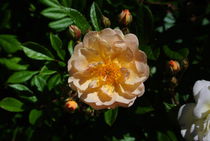 Rosenblüte von Maik Harker