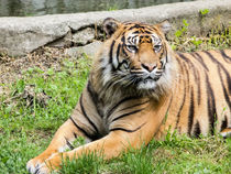Resting Tiger von David Bishop