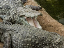 Alligator Smile von David Bishop