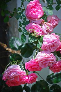 gefüllte Rosen... 4 by loewenherz-artwork