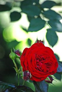 gefüllte Rosen... 3 von loewenherz-artwork