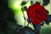 gefüllte Rosen... 2 by loewenherz-artwork