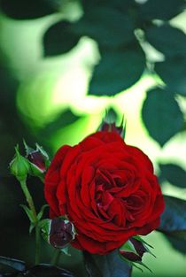 gefüllte Rosen... 1 by loewenherz-artwork