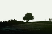 Der Baum auf dem Hügel von Bastian  Kienitz