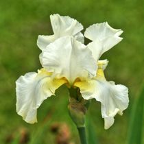 Weiß gelbe Lilienblüte von kattobello