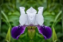 Weiß lila Lilienblüte 1 von kattobello