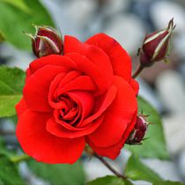Rote Rosenblüte mit Knospen von kattobello