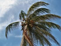 Kokospalme im Sturm von assy