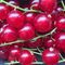 Red-currant