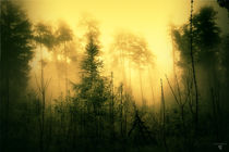 böhmische wälder 3 von micha gruenberg