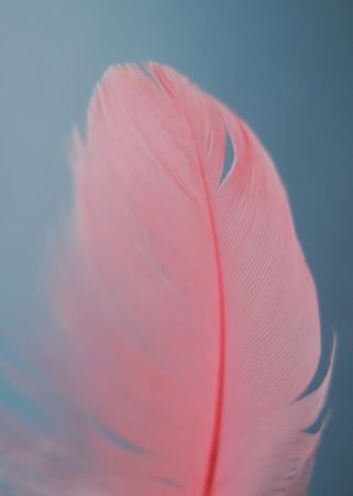 Coral-feather