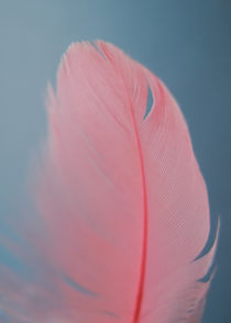 Coral feather von Andrei Grigorev