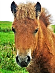 Pony-Fohlen-Portrait von assy