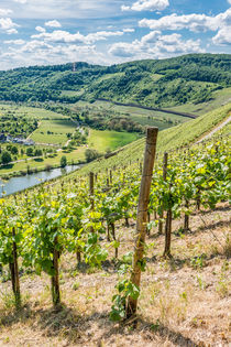 Mosel bei Pünderich 54 by Erhard Hess